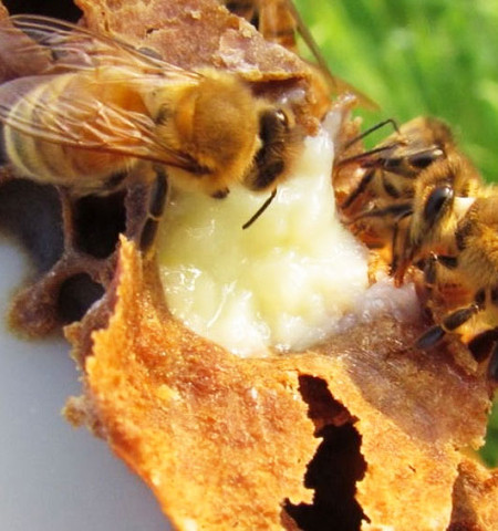 Miele Vastapi prodotti delle api